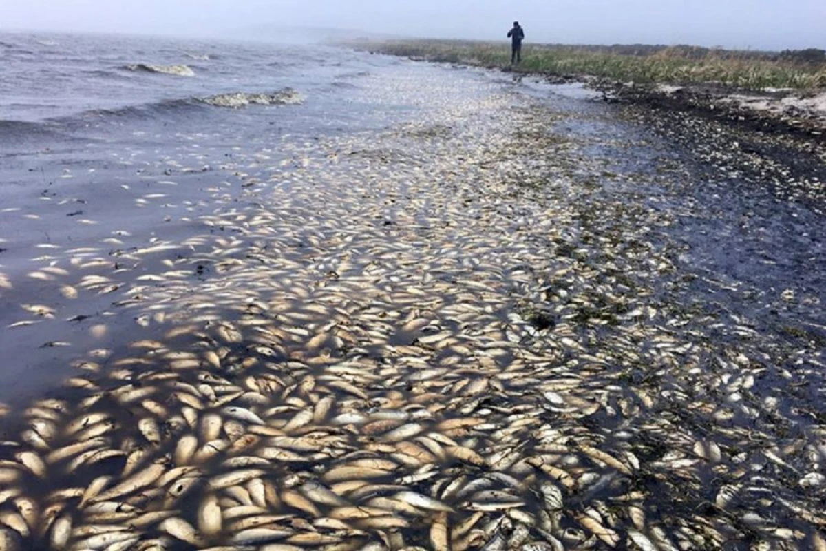 В Каспийском море произошла массовая гибель рыбы