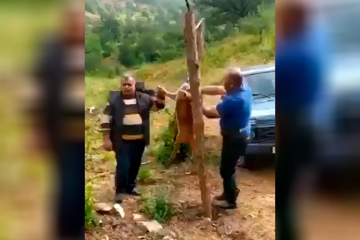 Laçında iki nəfər cüyür ovlayıb, kef məclisi təşkil etdi - VİDEO