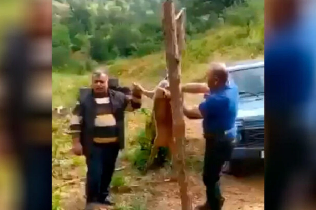 Laçında cüyür ovlayıb kef məclisi təşkil edən iki nəfər saxlanılıb - YENİLƏNİB - VİDEO