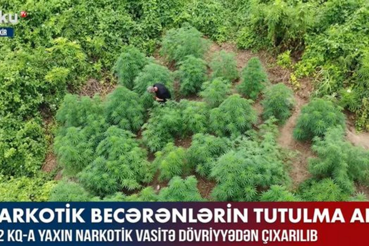 Şəmkirdə narkotik becərənlərin tutulma görüntüləri – VİDEO