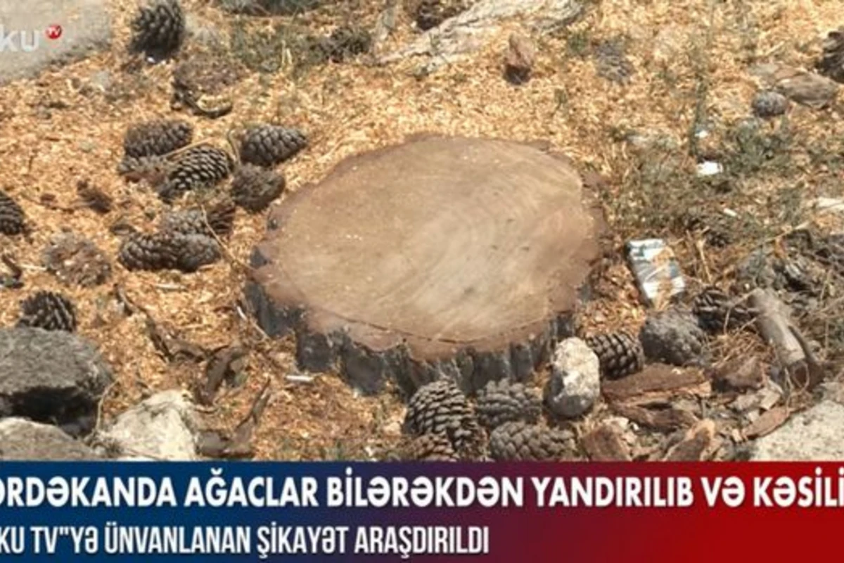 Mərdəkanda ağaclar bilərəkdən yandırılıb və kəsilib? – VİDEO