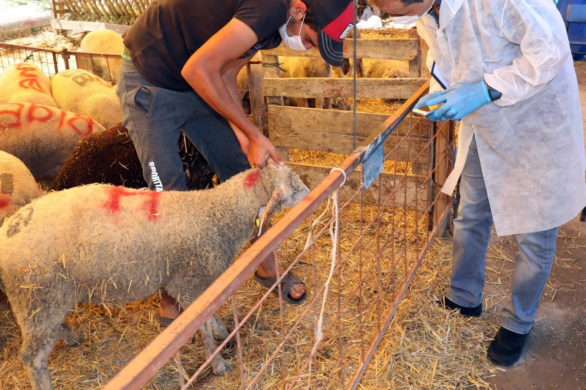 Qurban bayramı ilə əlaqədar əhaliyə müraciət