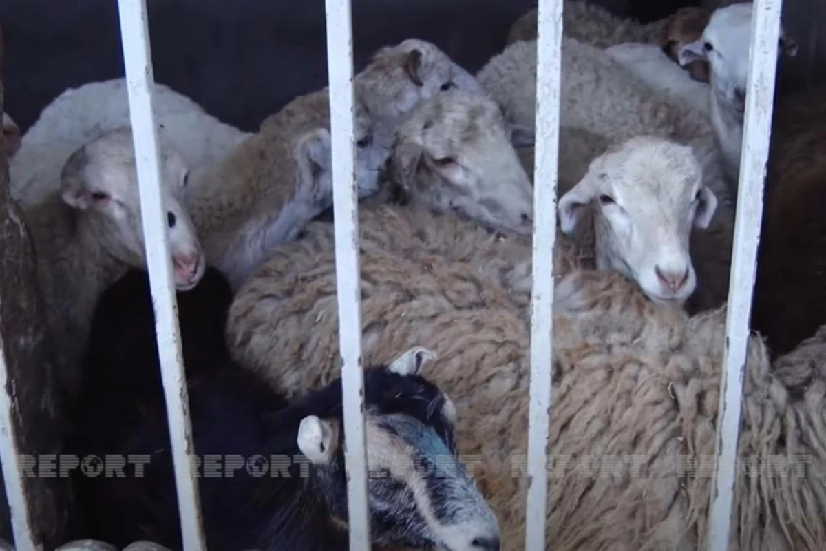 Qurbanlıq qoyunların qiyməti neçəyədir? - VİDEO