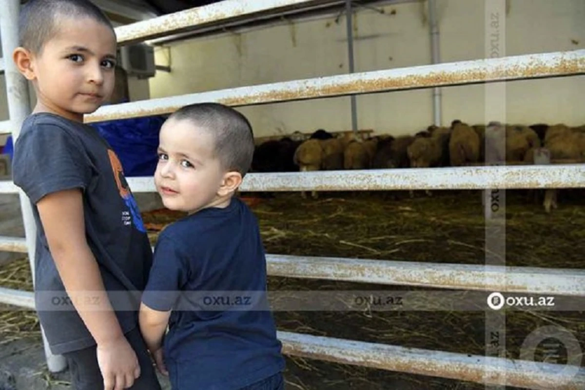Qurbanlıq heyvanların kəsimi və satışı məntəqəsindən FOTOREPORTAJ