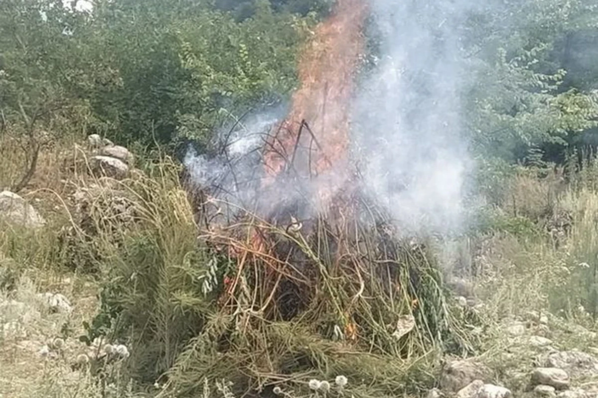 Qusarda bir tondan artıq çətənə kolu məhv edildi - FOTO Qusarda bir tondan artıq çətənə kolu məhv edildi - FOTO