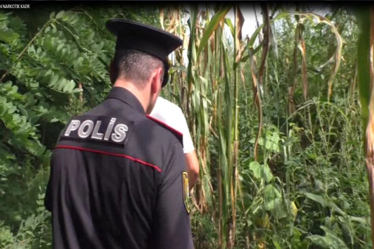 Qarğıdalı sahəsində narkotik bitkilər becərən qonşular saxlanılıb - FOTO Qarğıdalı sahəsində narkotik bitkilər becərən qonşular saxlanılıb - FOTO