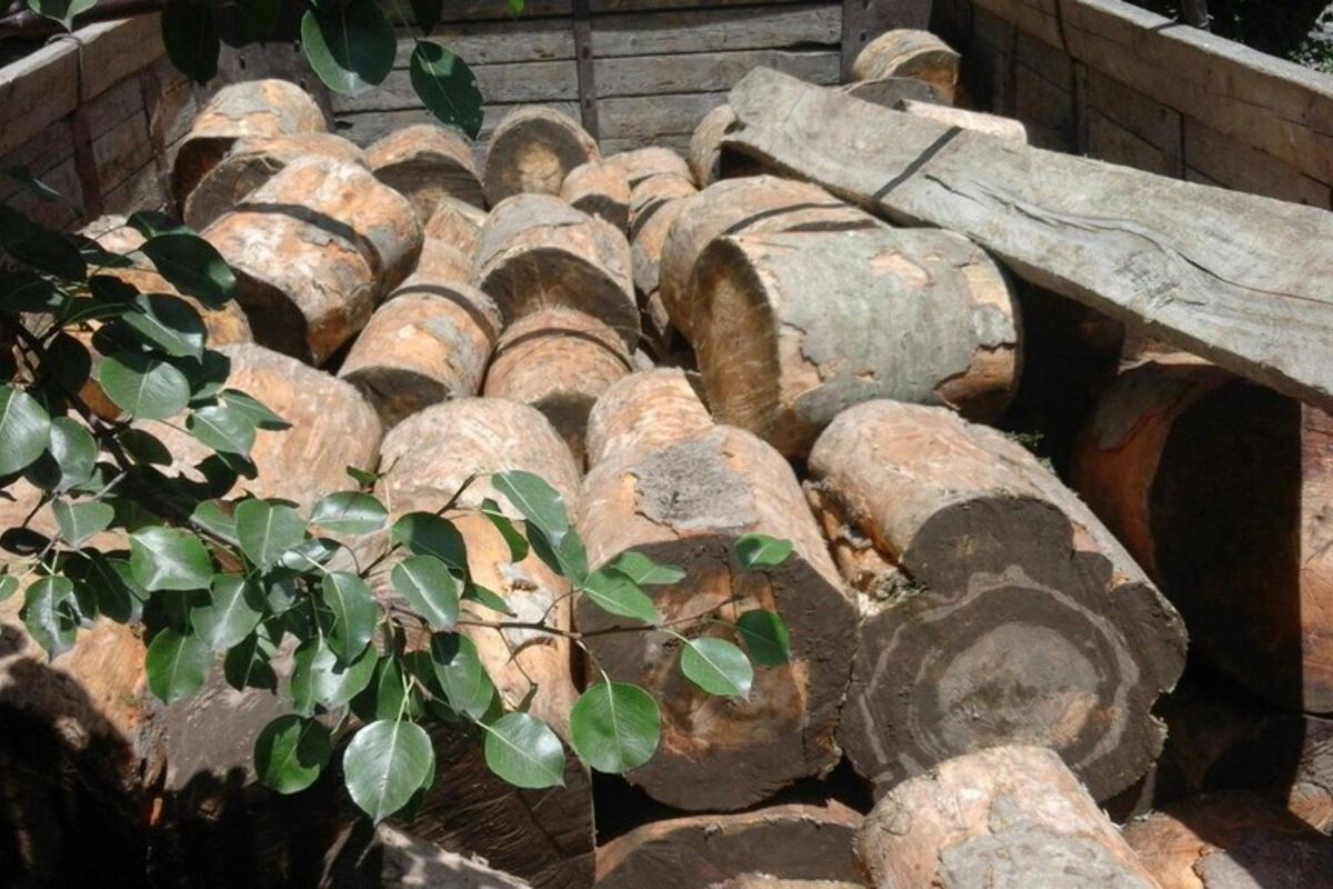 Qanunsuz yolla əldə edilən meşə materialı aşkarlanıb