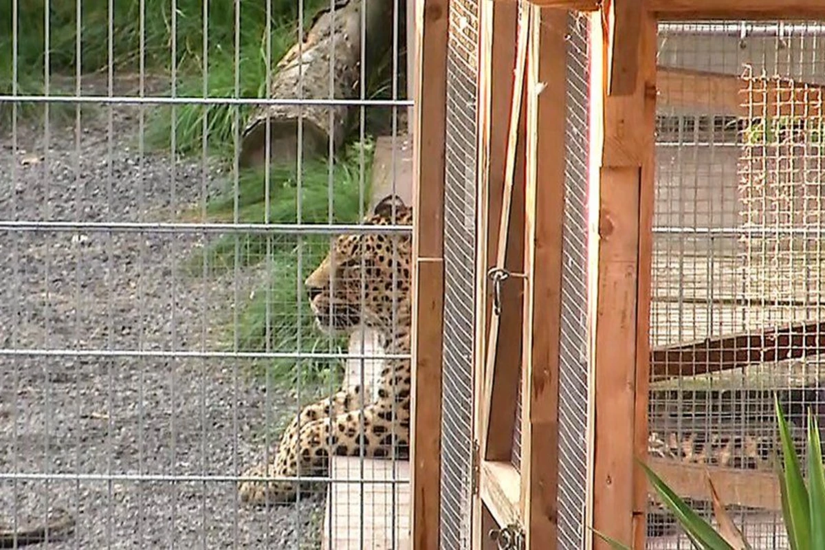 Леопард напал на модель во время съемки и несколько раз укусил ее за голову