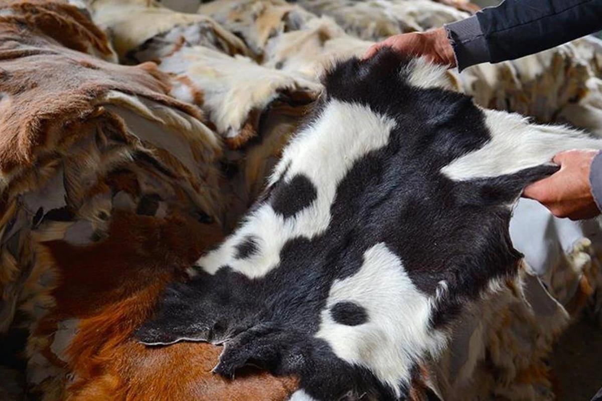 Azərbaycan ilk dəfə Avropa İttifaqına dəri ixracı həyata keçirəcək