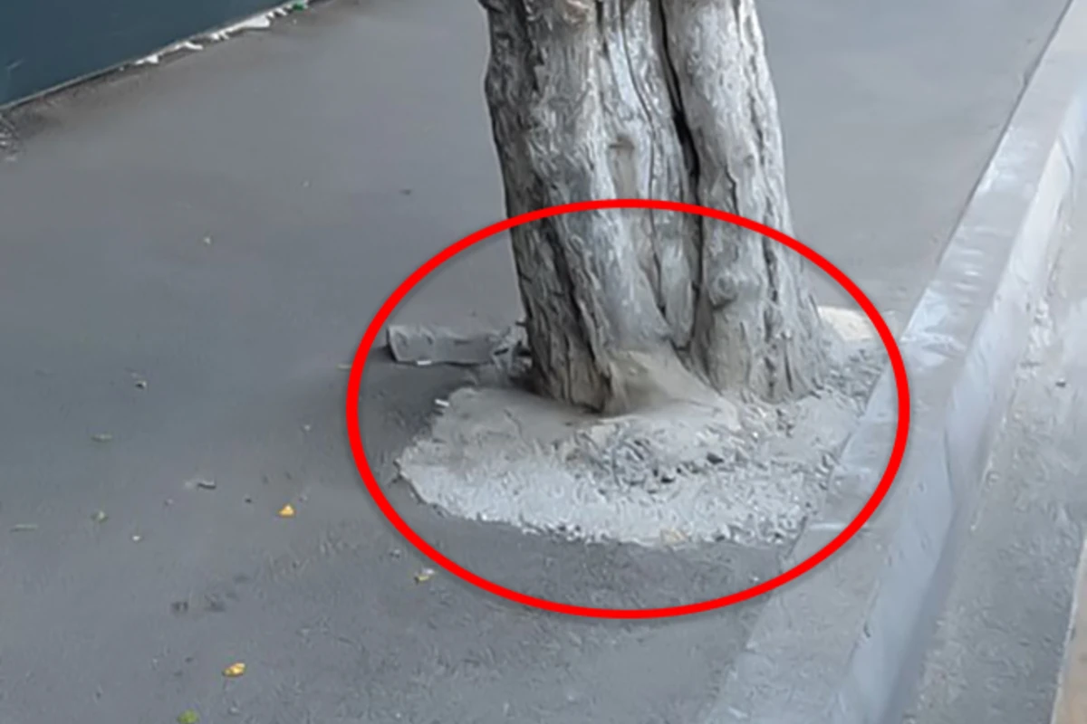 Bakıda tikinti şirkəti ağacları beton qəfəsə salıb - FOTO