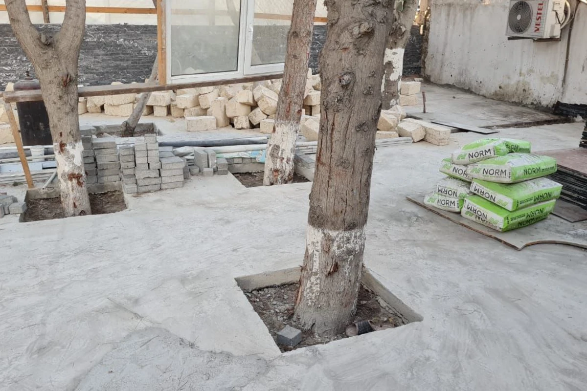 Bakıda tikinti aparılan ərazidəki ağaclar nəzarətə götürüldü - RƏSMİ
