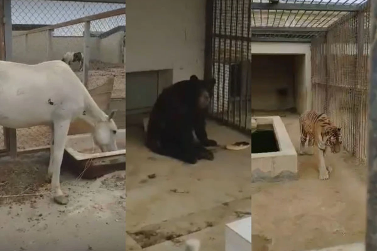 Bakı Zooparkından həyəcanlı xəbərlər: “İşçilər qovulur, heyvanlar ac saxlanılır” - VİDEO