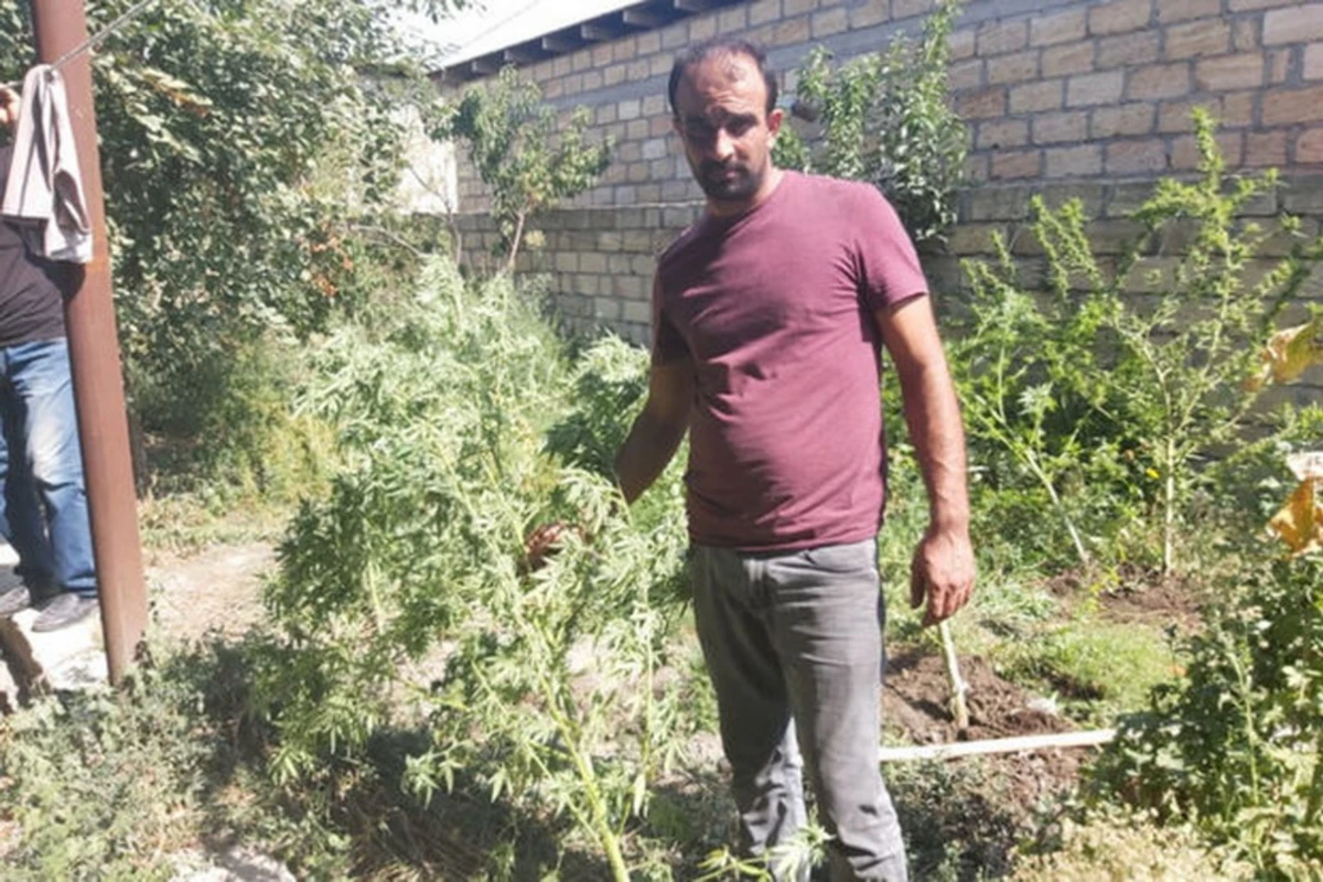 Göyçay və Qubada narkotiklə bağlı əməliyyat - FOTO