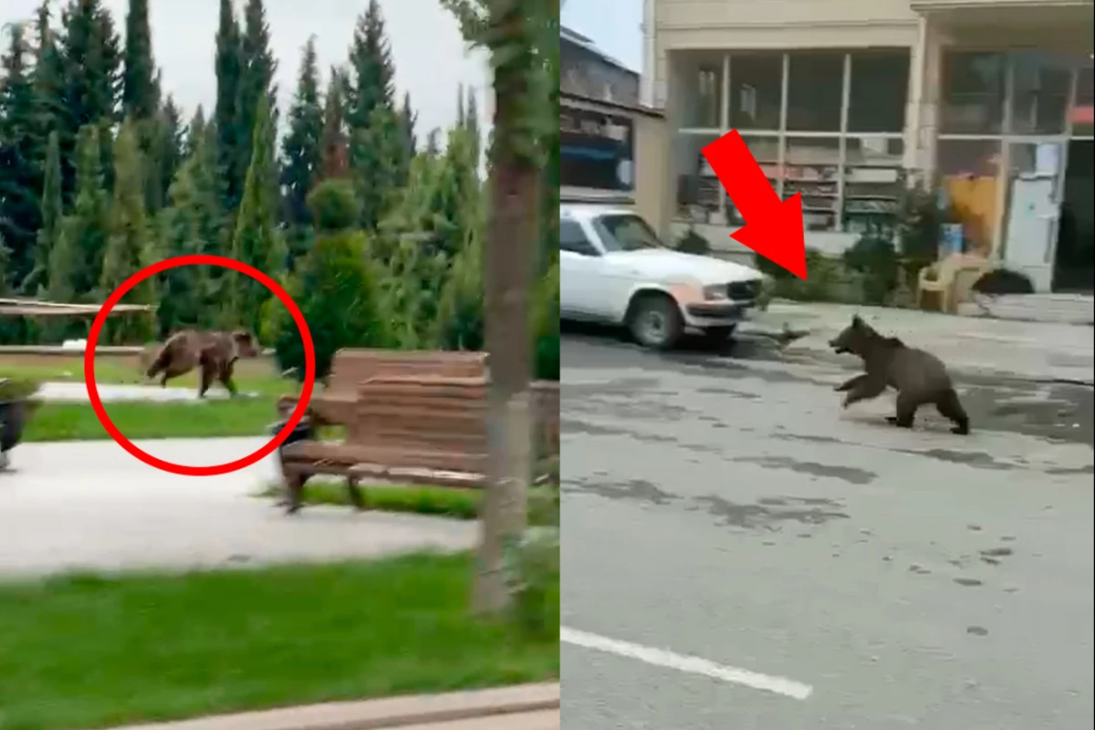 В Азербайджане в центре города разгуливал медвежонок - ВИДЕО