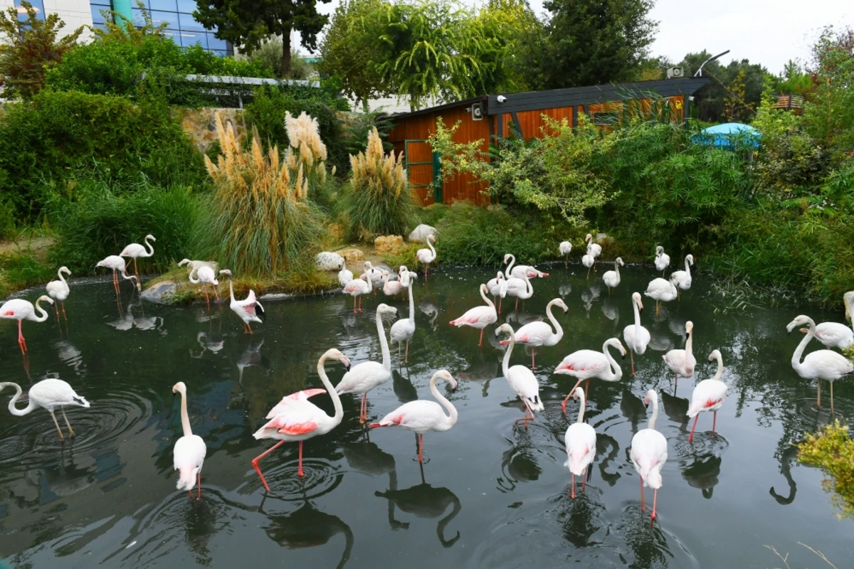 Bakı Zooloji Parkına girişin QİYMƏTLƏRİ MÜƏYYƏNLƏŞDİ - FOTO Bakı Zooloji Parkına girişin QİYMƏTLƏRİ MÜƏYYƏNLƏŞDİ - FOTO