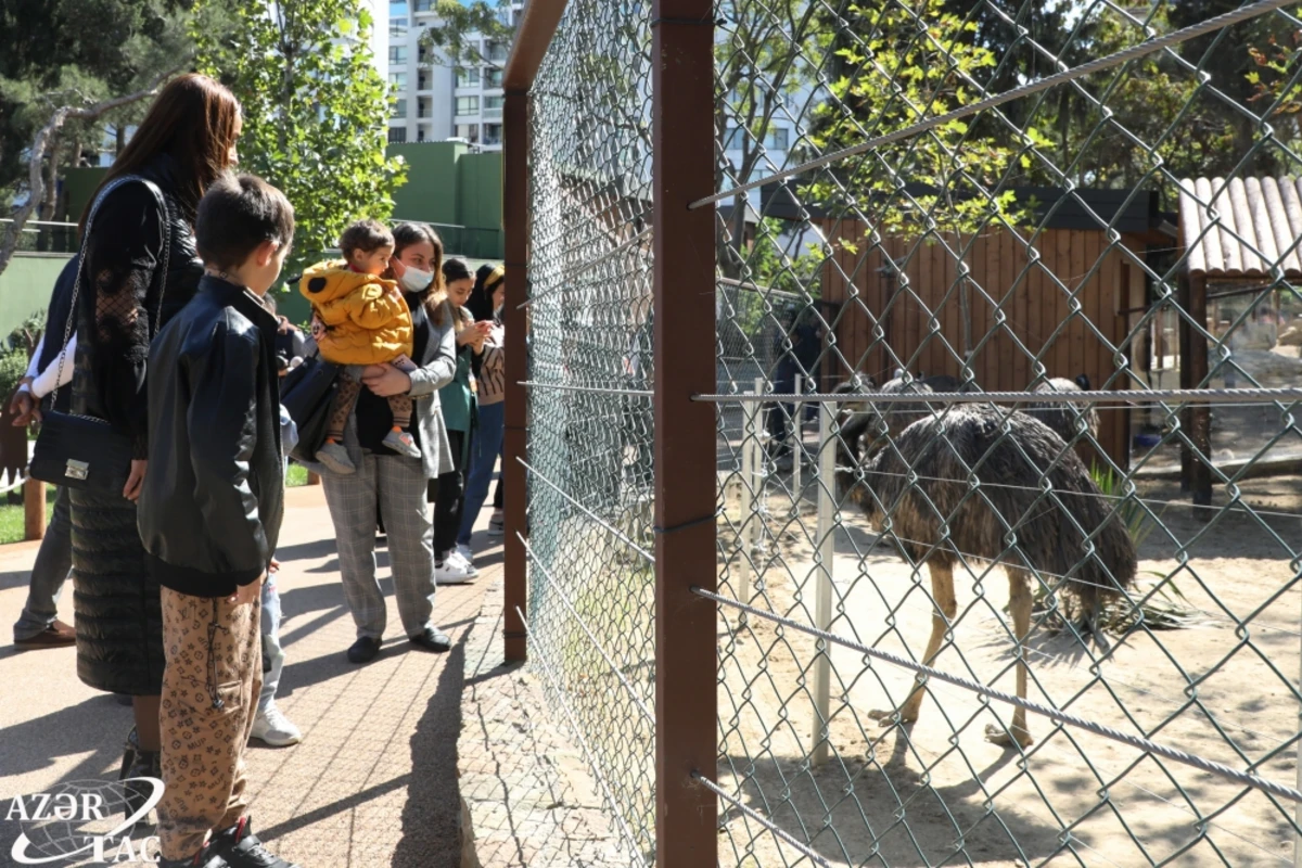 Bu şəxslər üçün Bakı Zooloji Parkına giriş pulsuz olacaq - VİDEO
