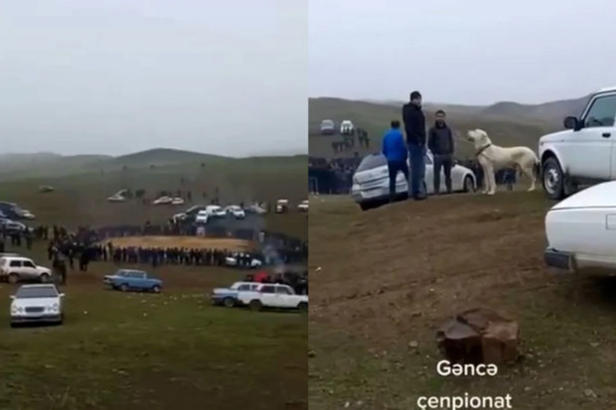 Göygöldə baş verən ityarışı ilə bağlı vəhşilik nəzarətə götürüldü
