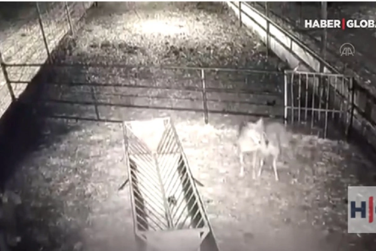 Gecə vaxtı tövləyə daxil olan canavarın vəhşiliyi - VİDEO
