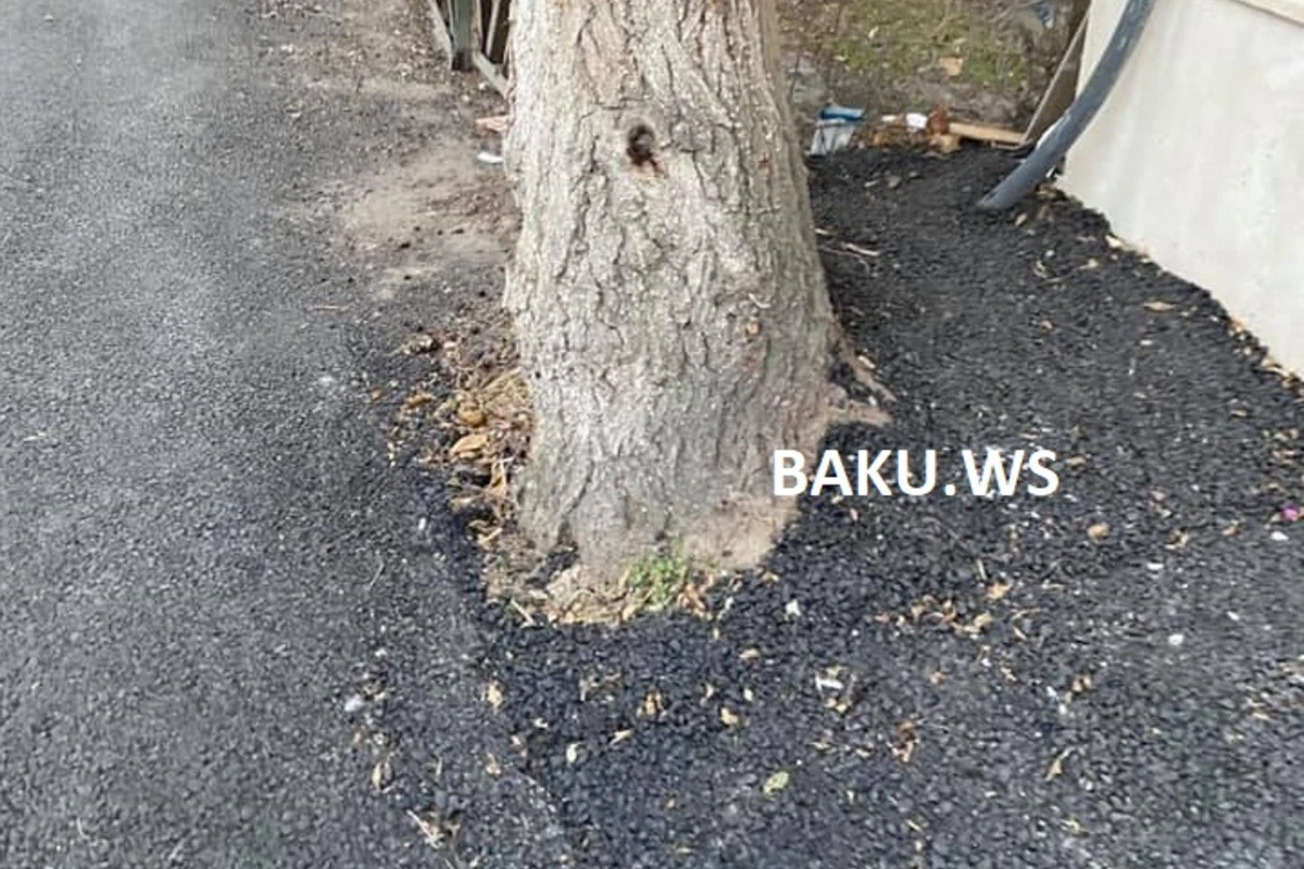 Bakıda ağaclara qənim kəsilənlər yenə də iş başındadırlar - FOTO