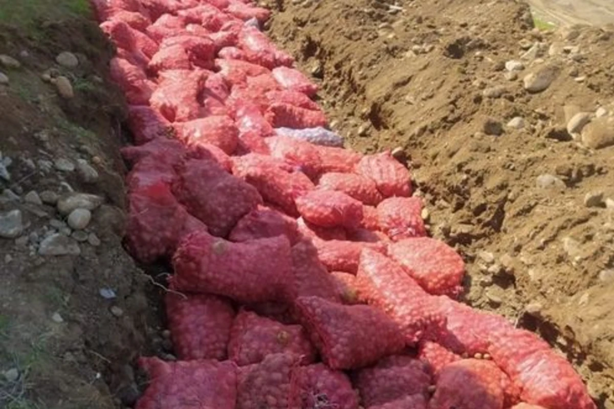 Rusiyanın Azərbaycana ixrac etdiyi 60 ton kartofda zərərverici aşkar edildi - FOTO