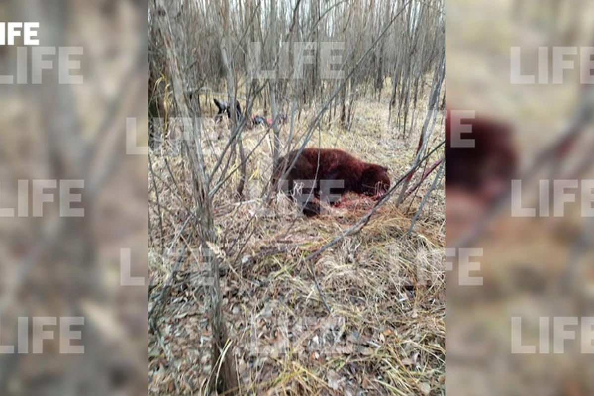 23-летний российский боксер убил напавшего на него и его друзей дикого медведя - ФОТО