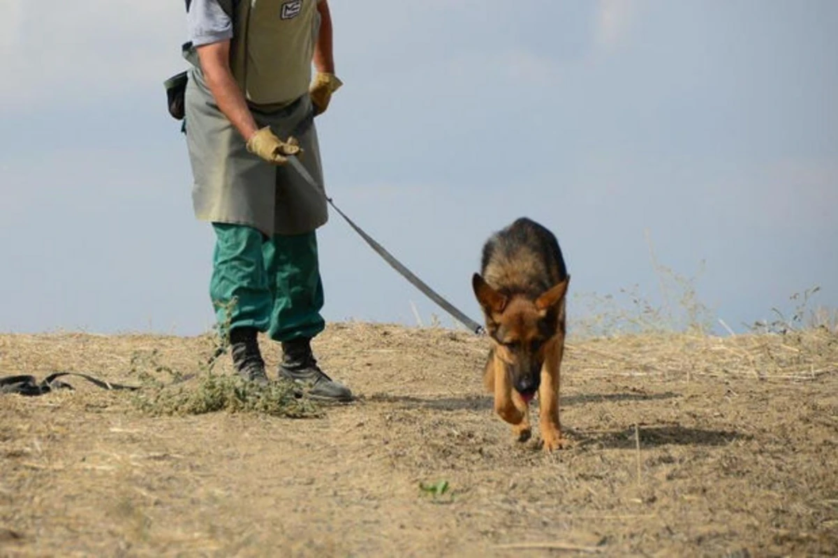 Bu ökə Azərbaycana iki minaaxtaran it göndərdi - FOTO