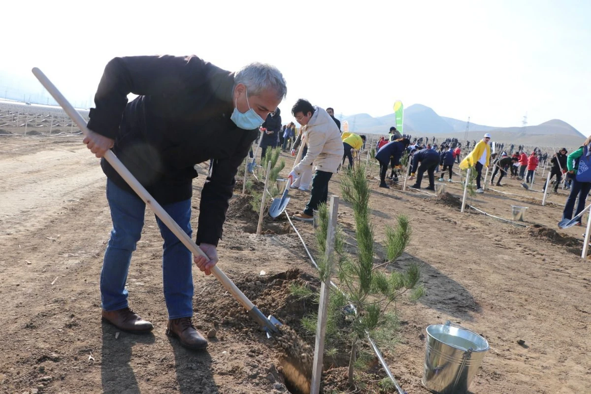 Bakıda “Yaşıl Marafon” aksiyası: İki mindən çox ağac əkildi - FOTO