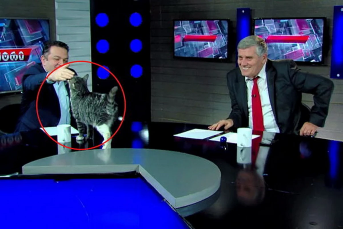Canlı yayım zamanı kuryoz hadisə: Masaya pişik tullandı – VİDEO