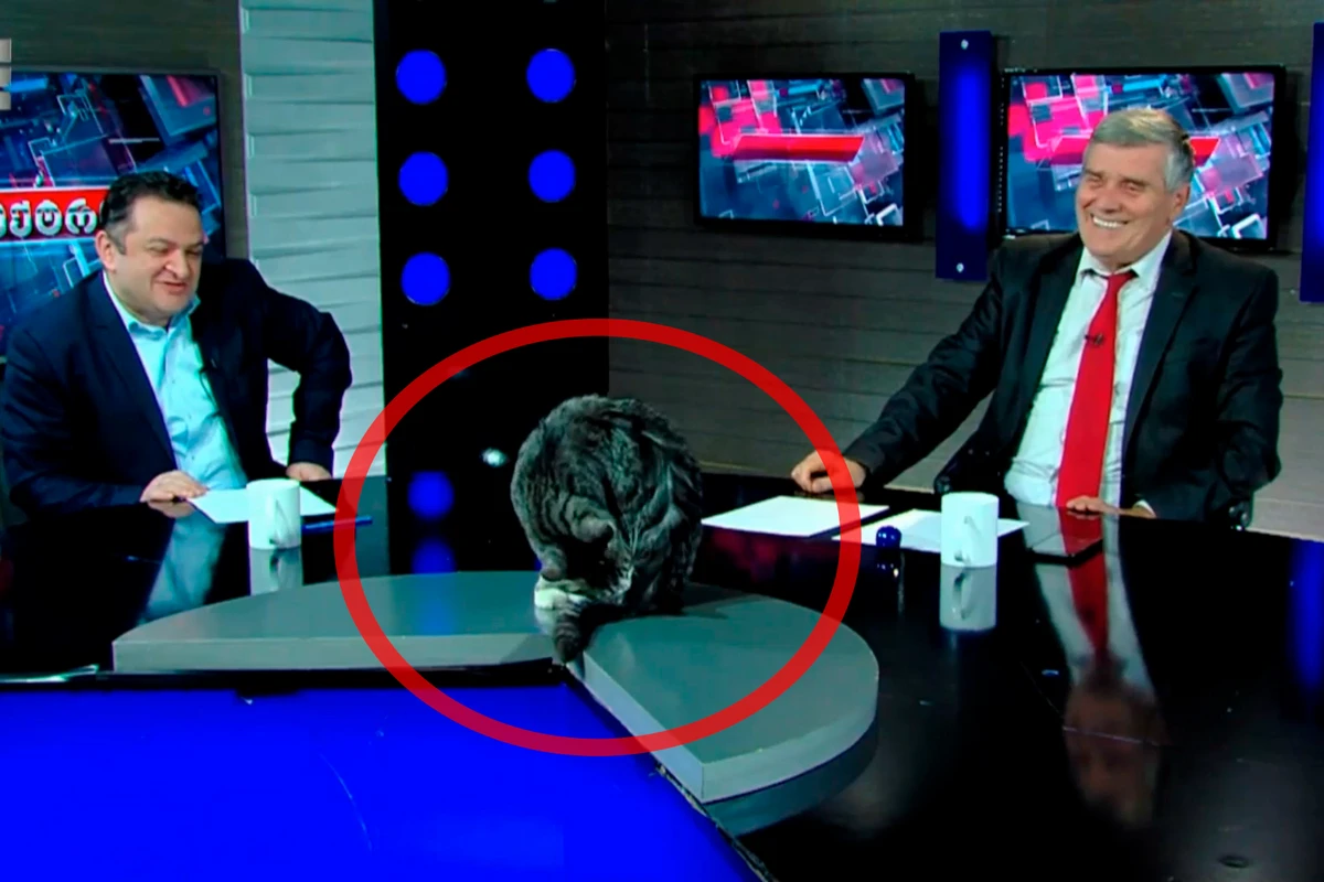 Сорвавший политическое ток-шоу кот прославился на весь мир - ВИДЕО