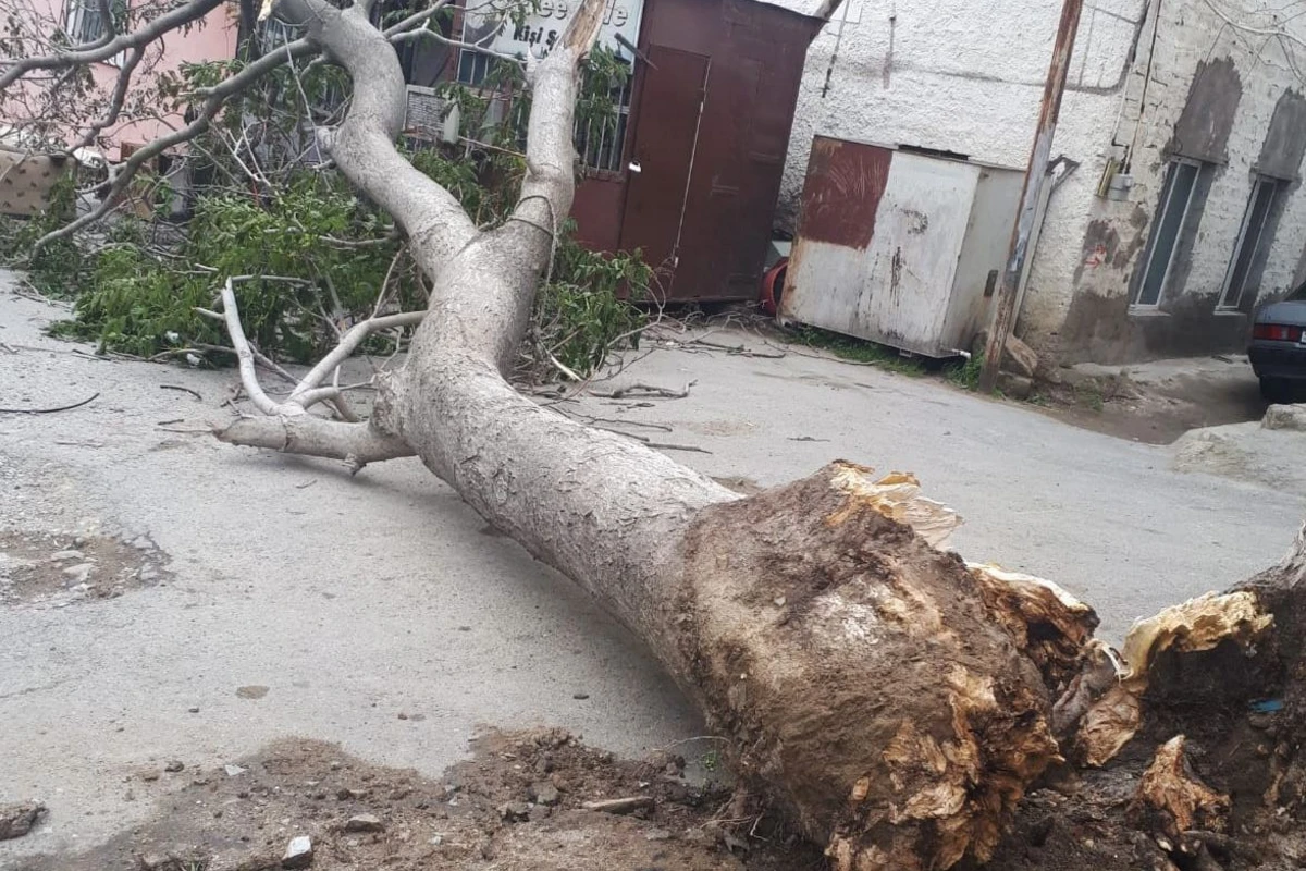 Bakıda gecə güclü külək nəticəsində ağac aşıb