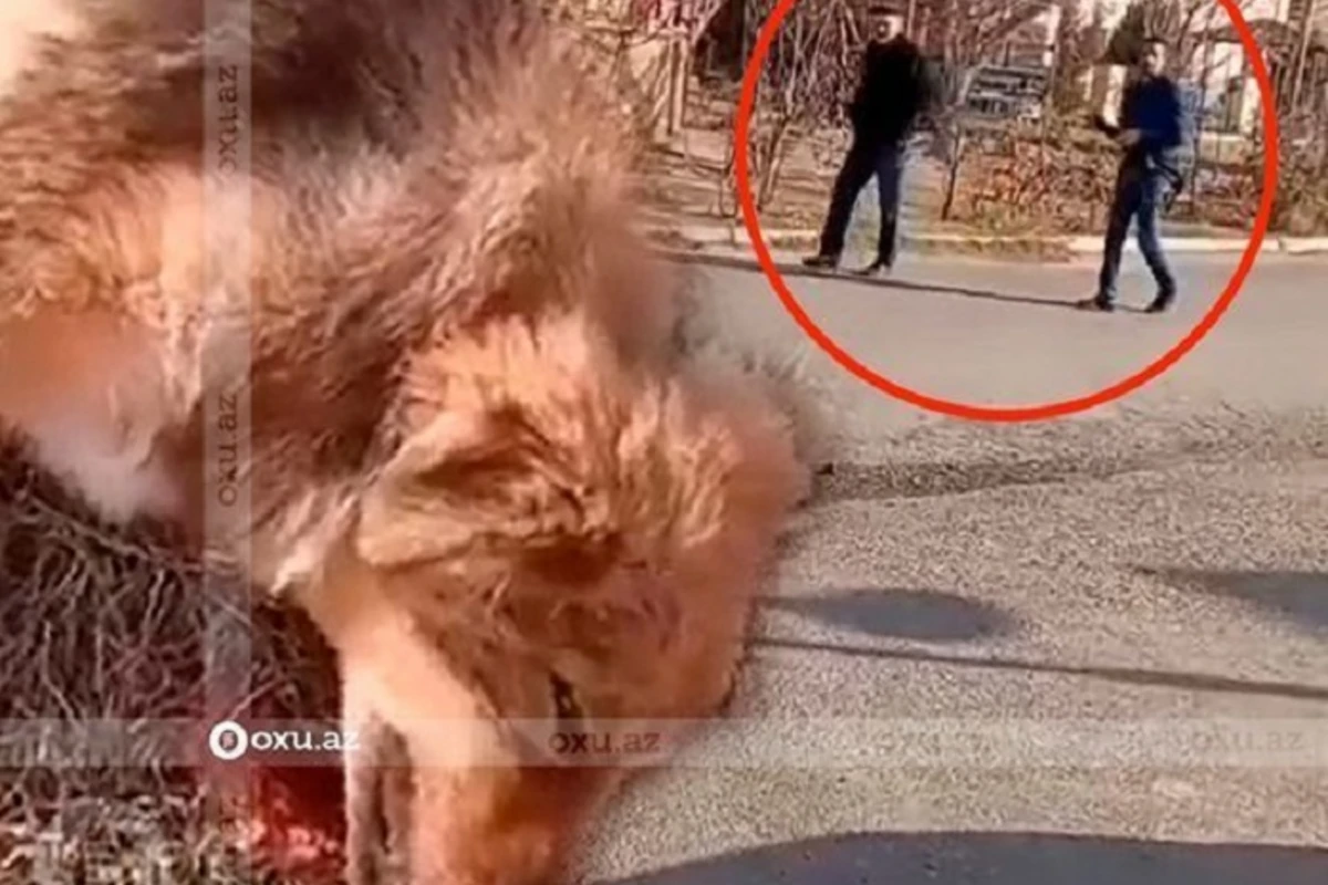 В Азербайджане мужчина расстрелял собак - ВИДЕО