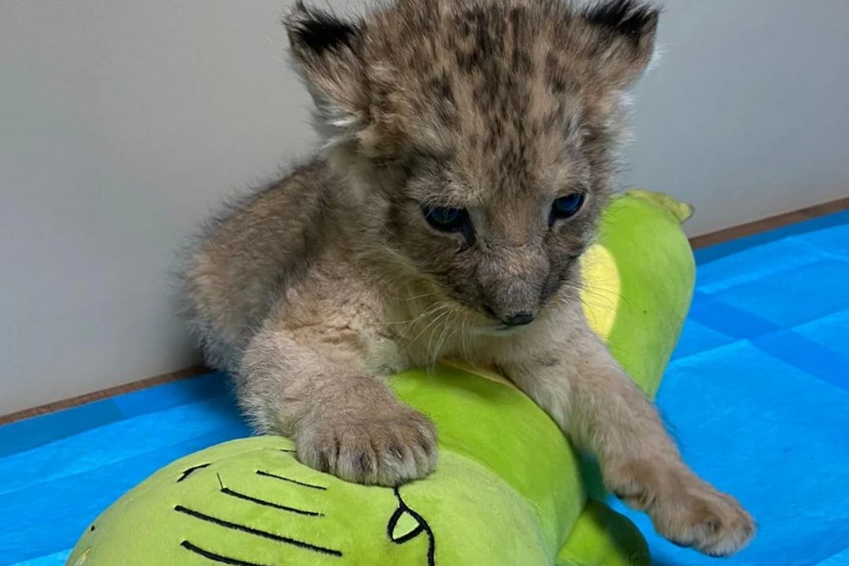 Bakı Zooparkında şir balası dünyaya gəldi - FOTO