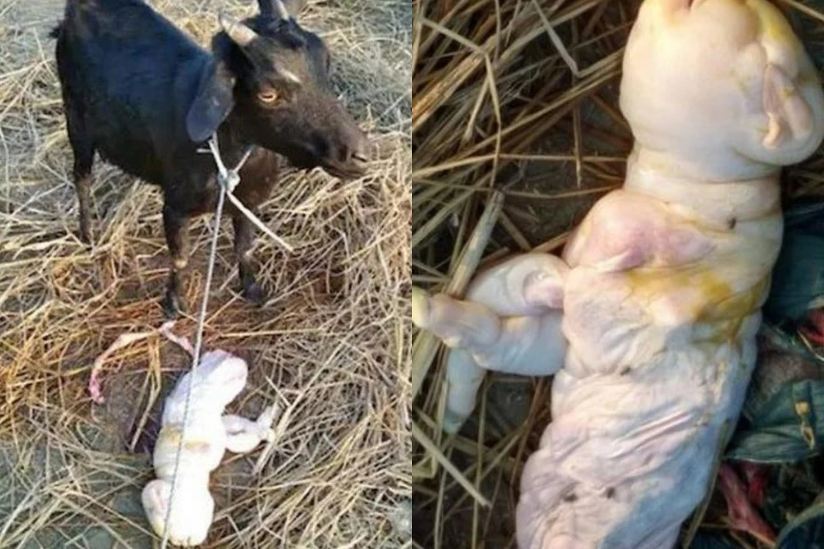 İnsan üzlü keçi balası dünyaya gəldi - FOTO