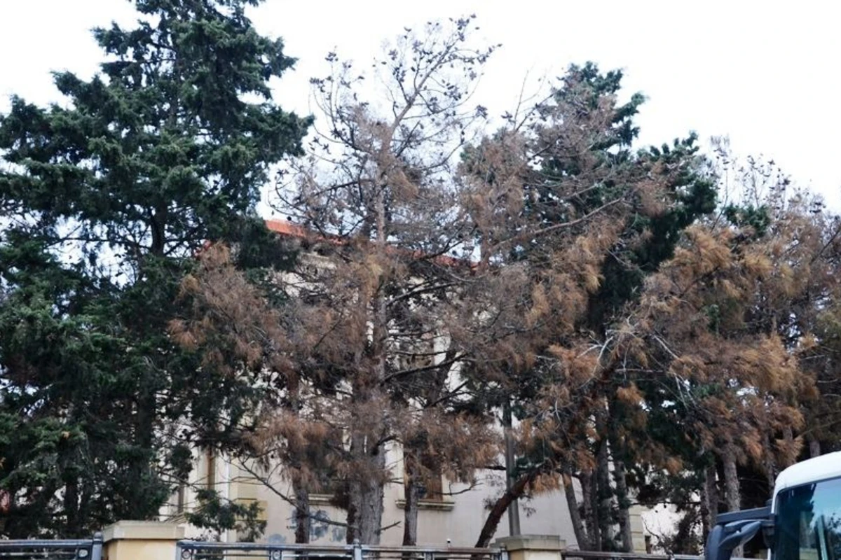 Bakıda tikinti aparılan ərazidəki ağaclar sayılaraq nəzarət götürülüb