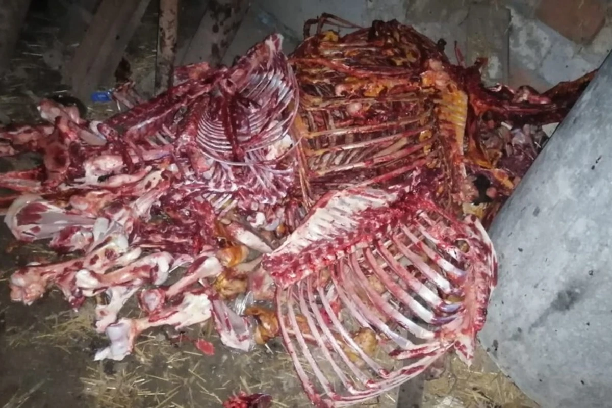 Bakıda at əti satmaq istəyən İsmayıllı sakini saxlanılıb - FOTO