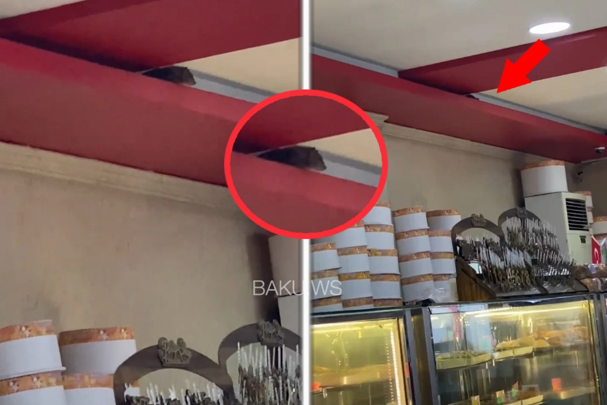 Bakıdakı restoranda iyrənc mənzərə - Siçovul gəzir - VİDEO