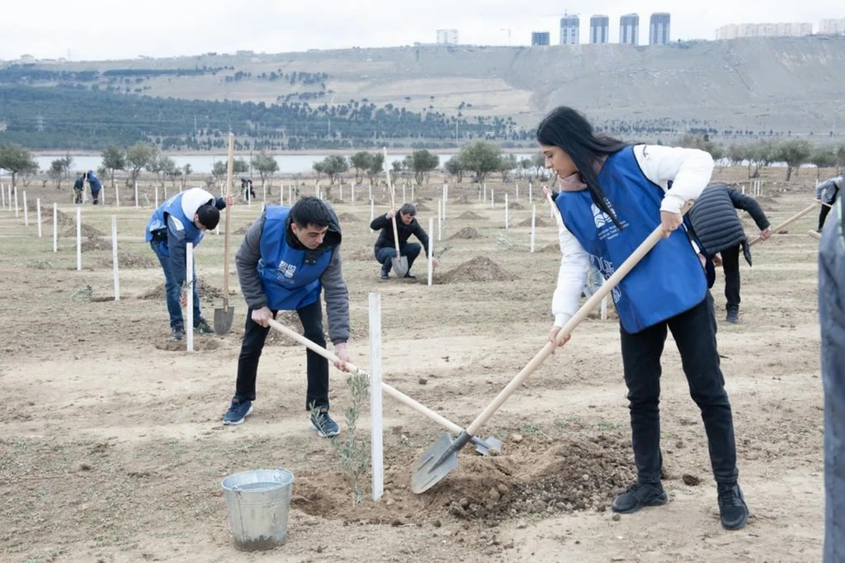 Bu gün Xocəsən qəsəbəsində 4000 ağac əkilib - FOTO