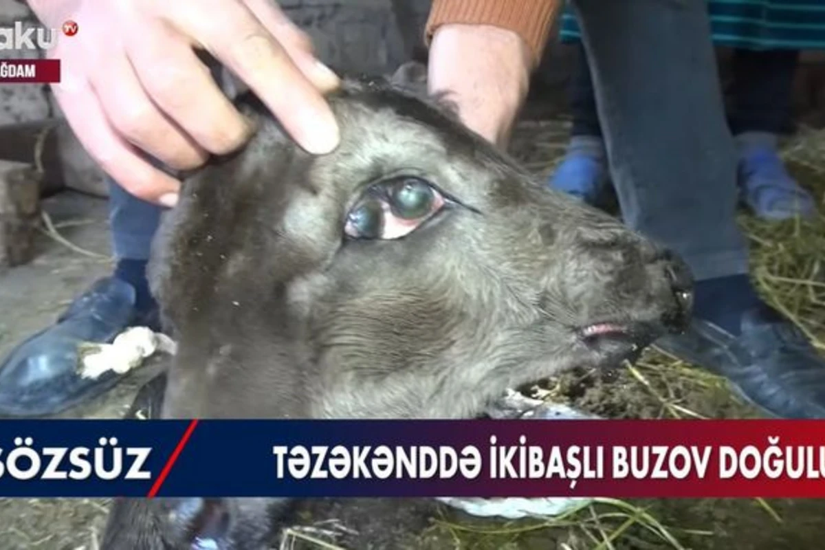 Ağdamda ikibaşlı buzov doğulub - VİDEO