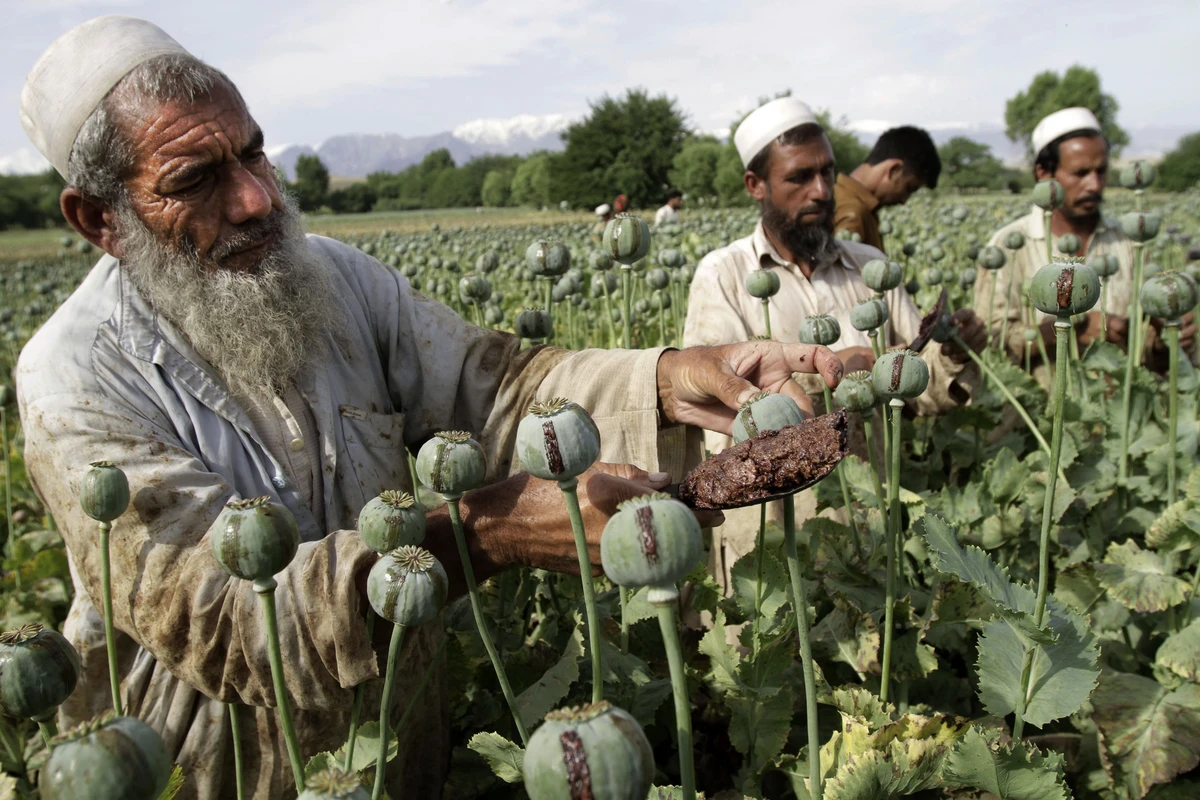 “Taliban” xaşxaş becərilməsini qadağan edib