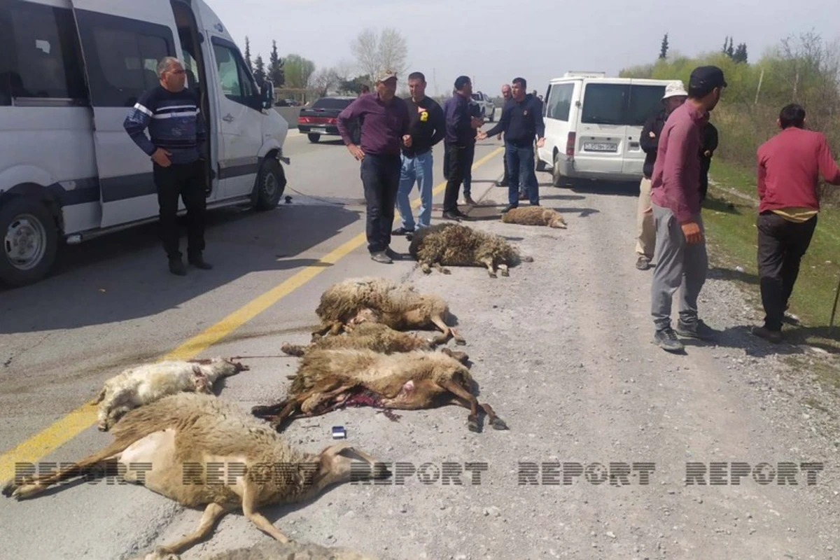 Kürdəmirdə mikroavtobus qoyun sürüsünə girib - FOTO