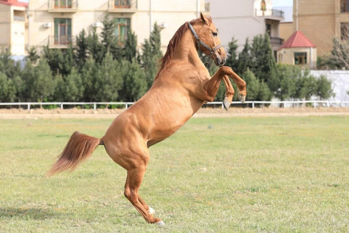 Qarabağ atlarından biri hərracda 5500 AZN-ə satıldı - FOTO
