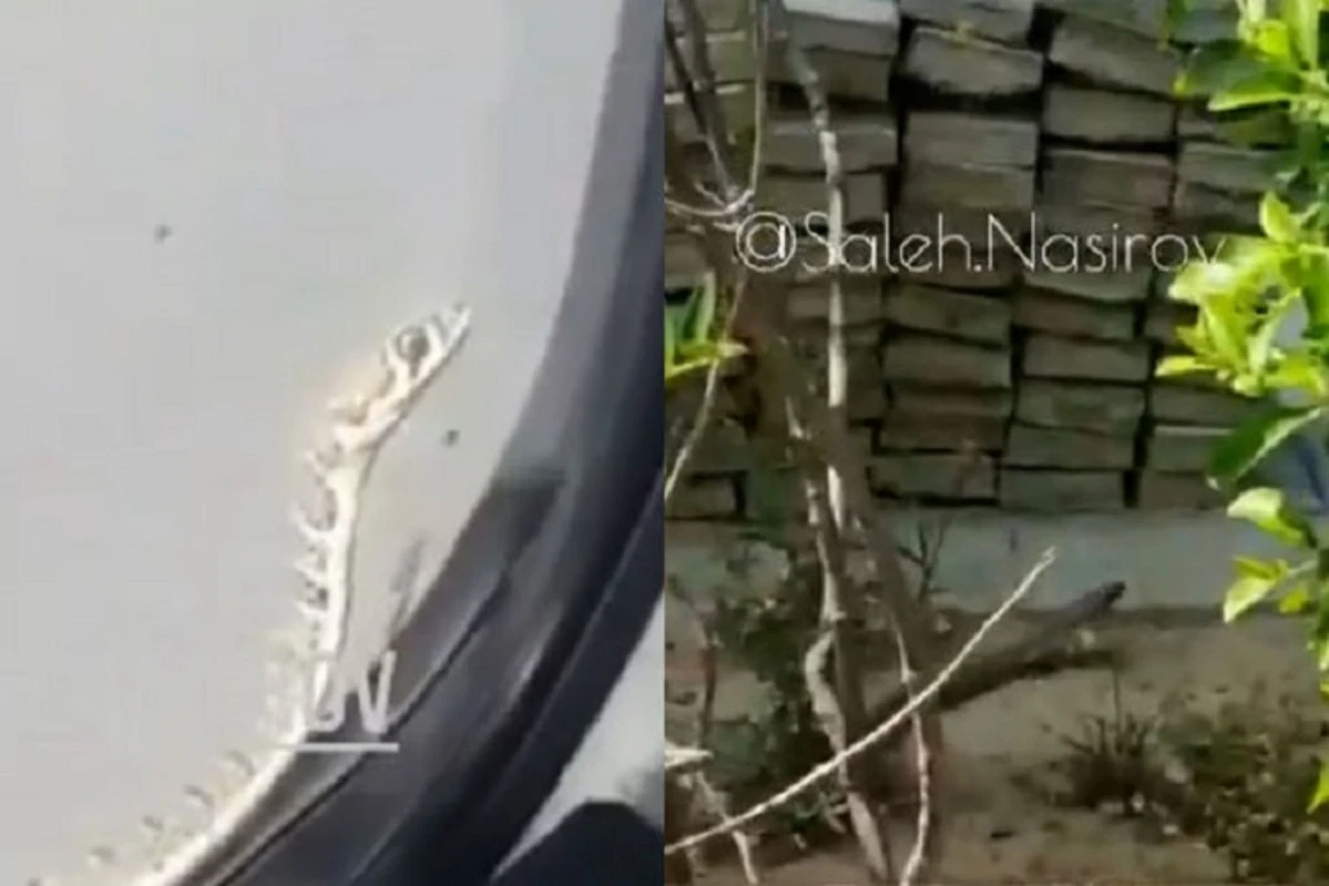 На улицах Баку появились змеи - ВИДЕО