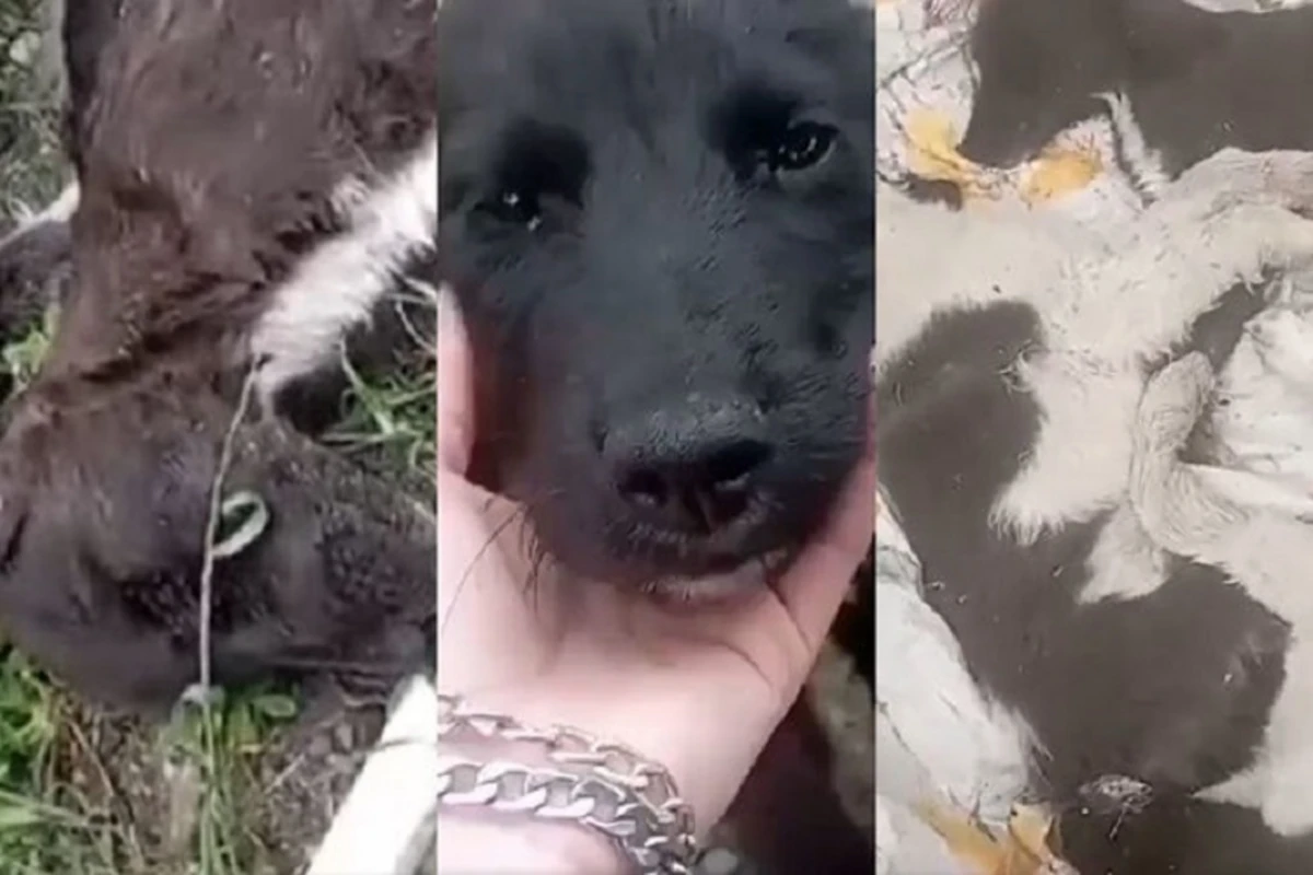Azərbaycanda itləri kütləvi şəkildə güllələdilər - VİDEO Azərbaycanda itləri kütləvi şəkildə güllələdilər - VİDEO