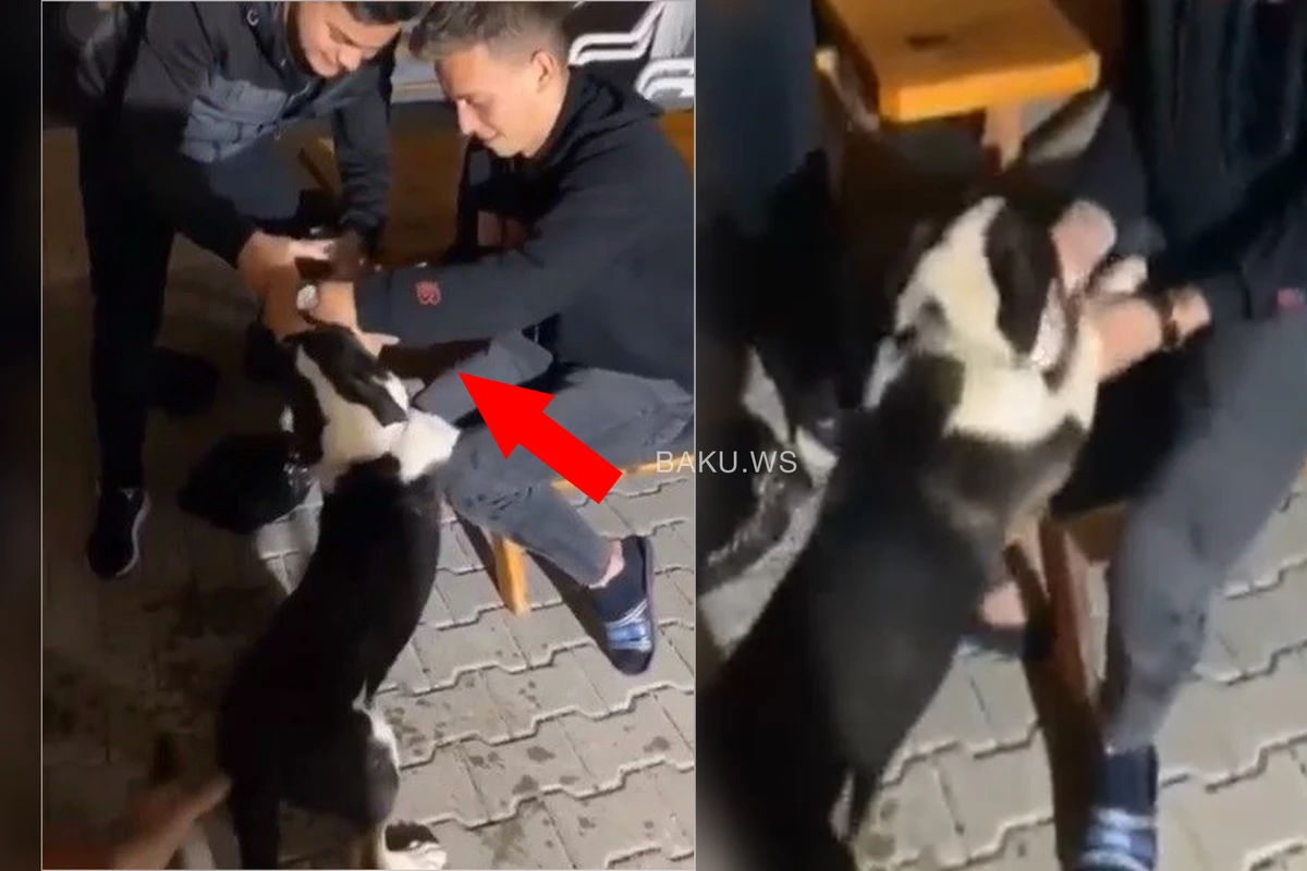 İtə ağlasığmaz işgəncə: ZORLA SPİRTLİ İÇKİ İÇİRTDİLƏR - VİDEO