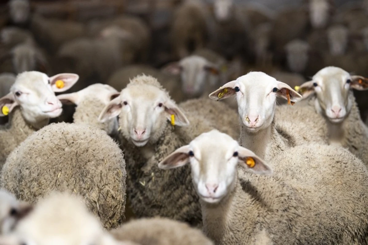 Bakıda və Abşeronda Qurban bayramı yarmarkası keçiriləcək