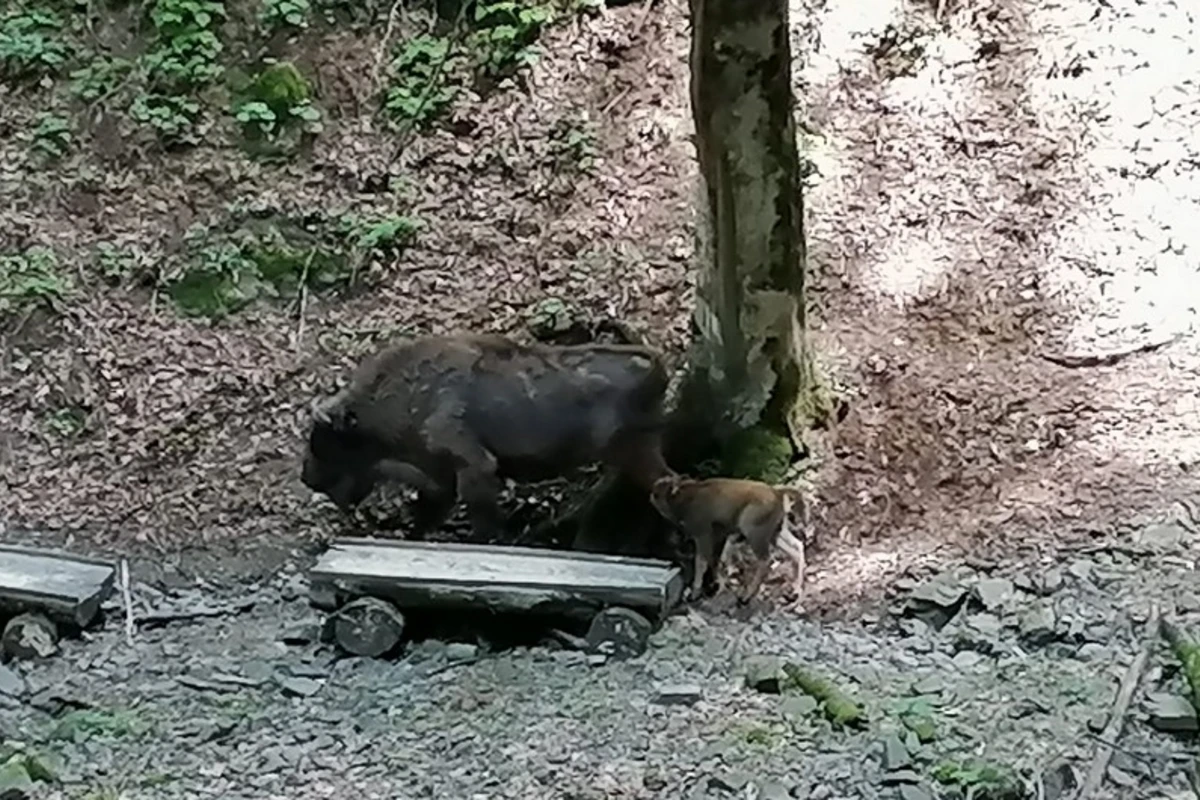 Şahdağ Milli Parkında daha bir zubr balası dünyaya gəldi