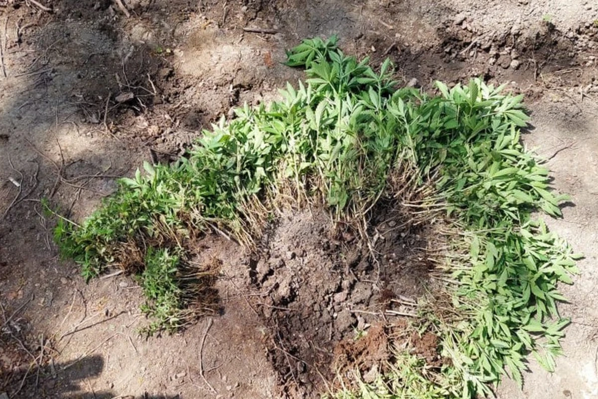 Meşədə narkotik plantasiyası salan şəxslər iş başında tutuldu - FOTO