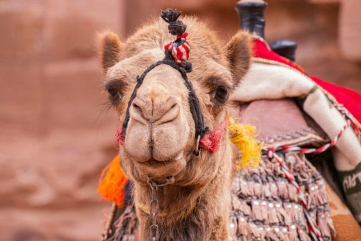 “Arzunun vaxtı” Bakıdakı dəvə təsərrüfatı haqqında: “Südü ətindən bahadır” – VİDEO