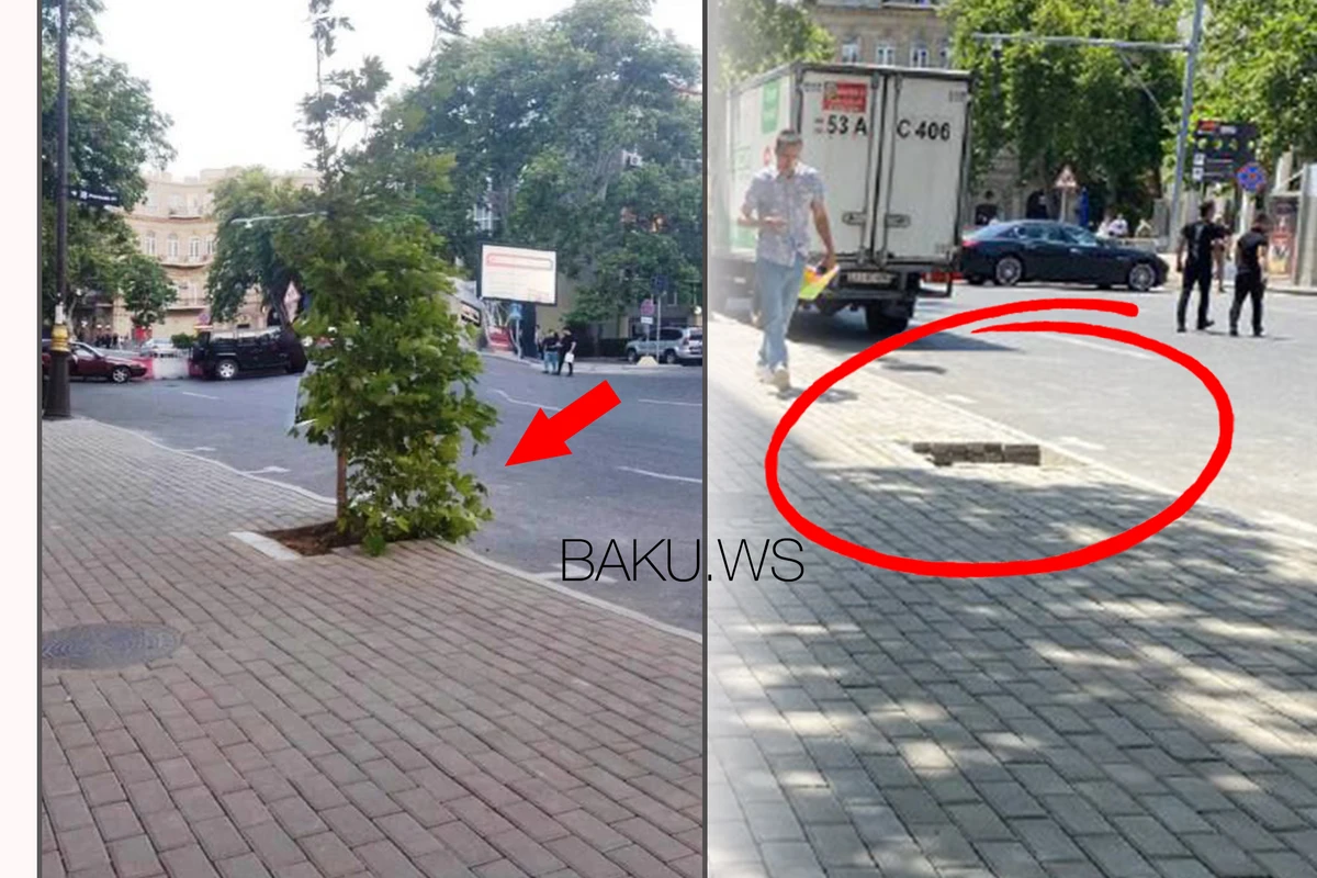 Bakının mərkəzində qanunsuz parkinqin yerində ağac əkildi - FOTO