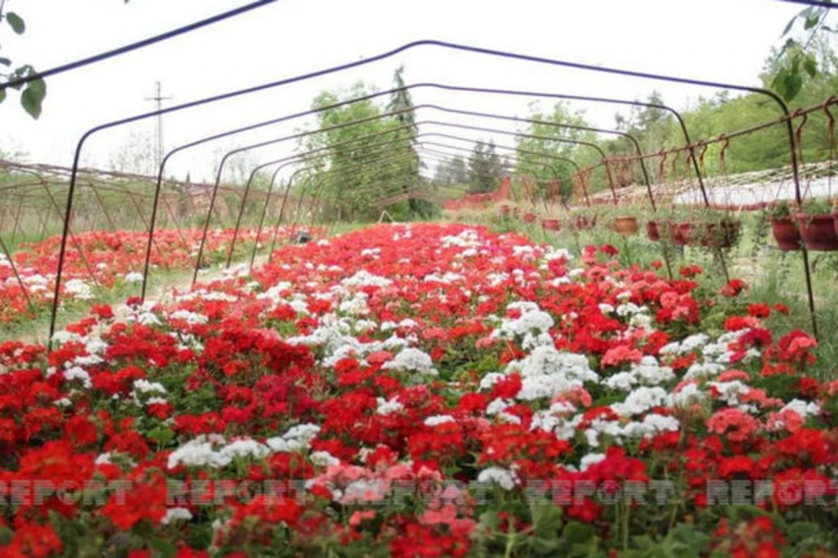 Gəncədə Ekoloji Park Kompleksi yaradılır - FOTO Gəncədə Ekoloji Park Kompleksi yaradılır - FOTO